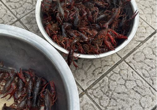 儀征龍蝦調(diào)料價格突現(xiàn)大跌，市場供需與季節(jié)因素成主因